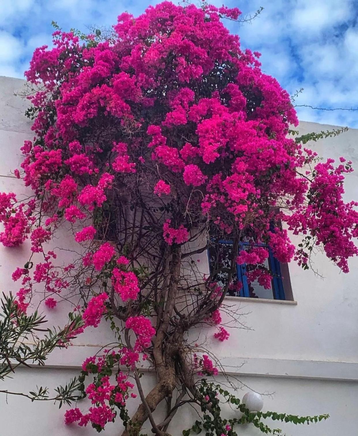 Mare Naxia Hotel Naxos City Εξωτερικό φωτογραφία